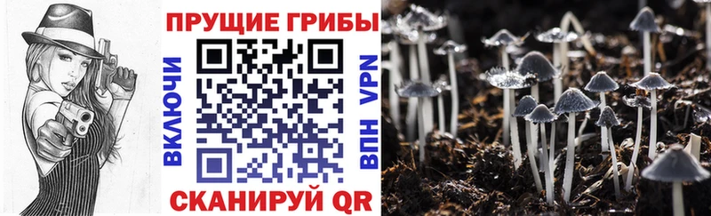 где можно купить наркотик  Иркутск  Псилоцибиновые грибы Magic Shrooms 